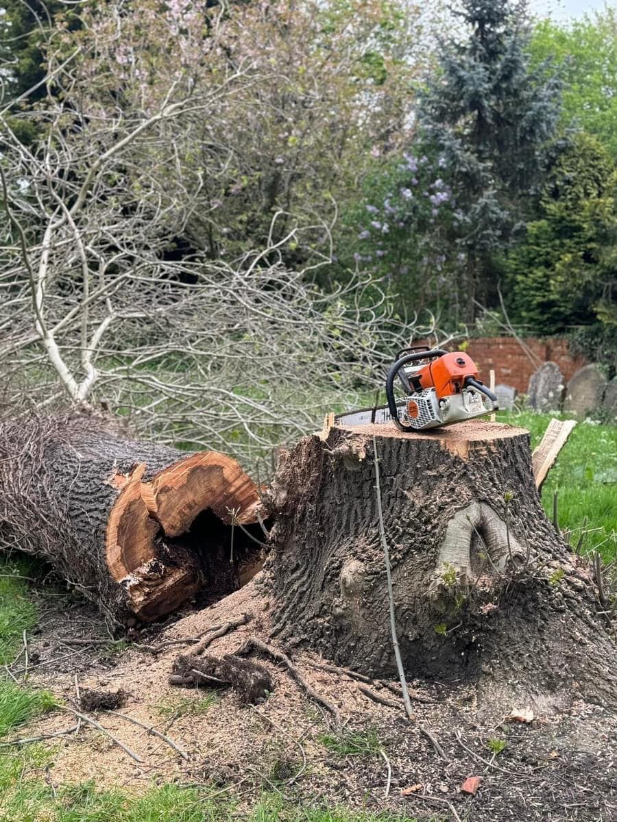Chainsaw resting on a freshly felled tree stump