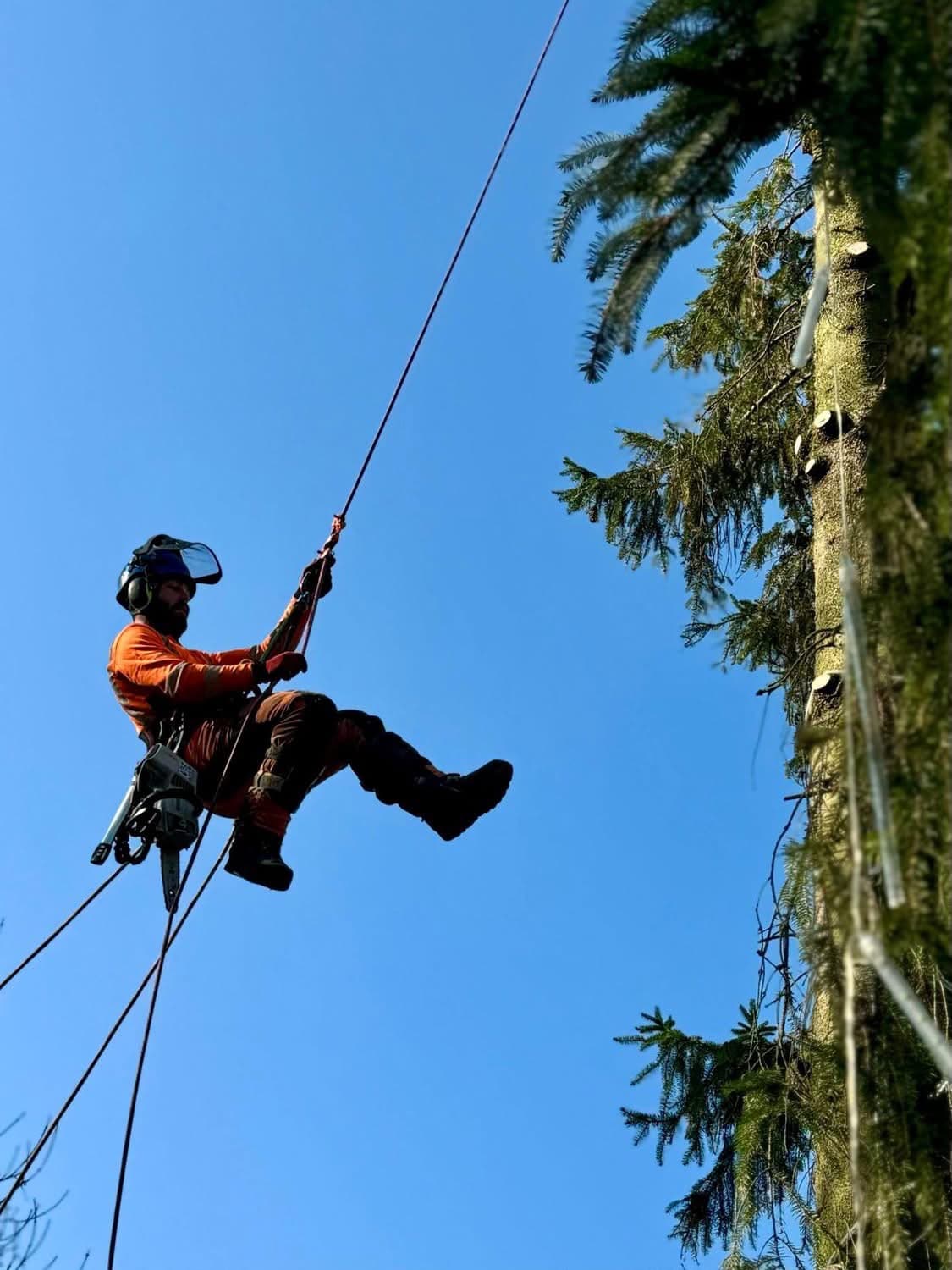 Arborist abseiling on rope beside a partly dismantled conifer
