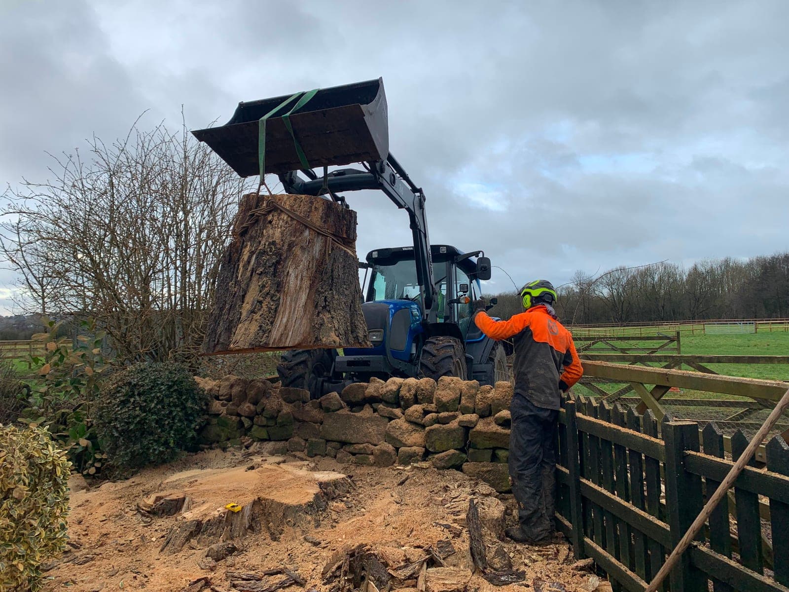 Tractor loader lifting a large tree stump over a drystone wall